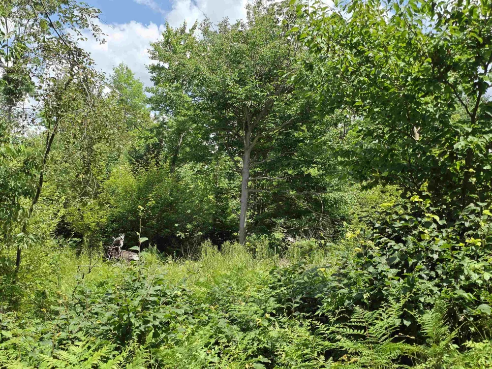 Mackinaw Trail Haring Charter Township, MI 49601