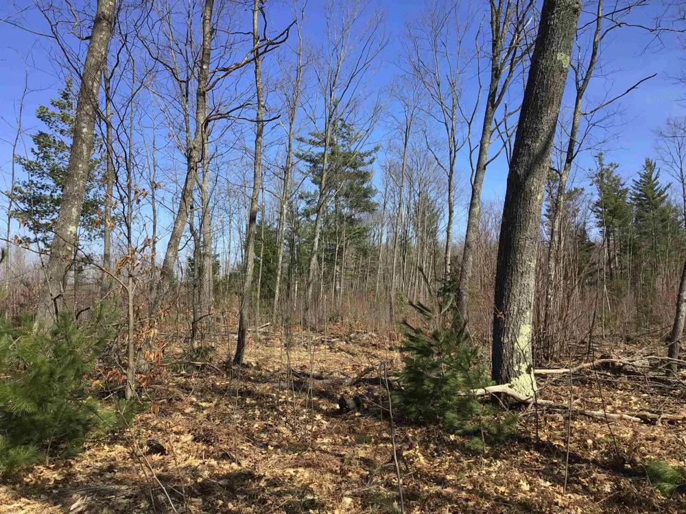 Mackinaw Trail Haring Charter Township, MI 49601