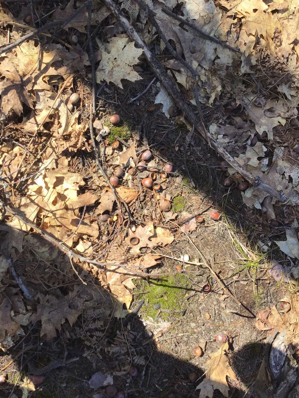 Mackinaw Trail Haring Charter Township, MI 49601