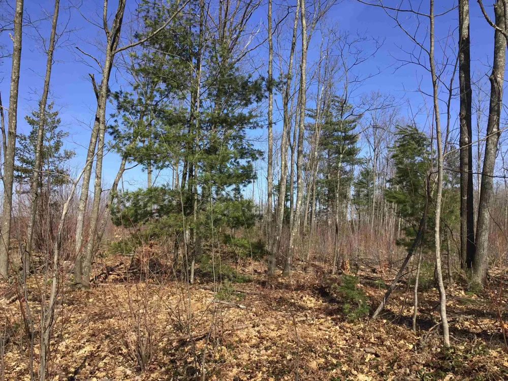 Mackinaw Trail Haring Charter Township, MI 49601