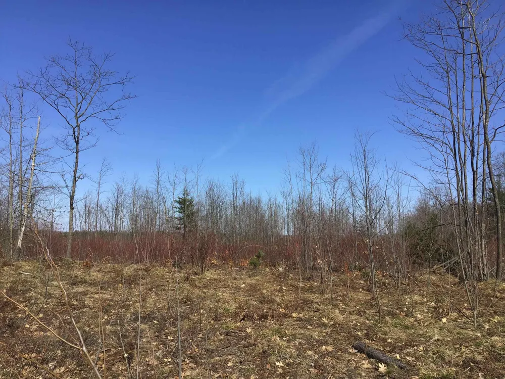 Mackinaw Trail Haring Charter Township, MI 49601