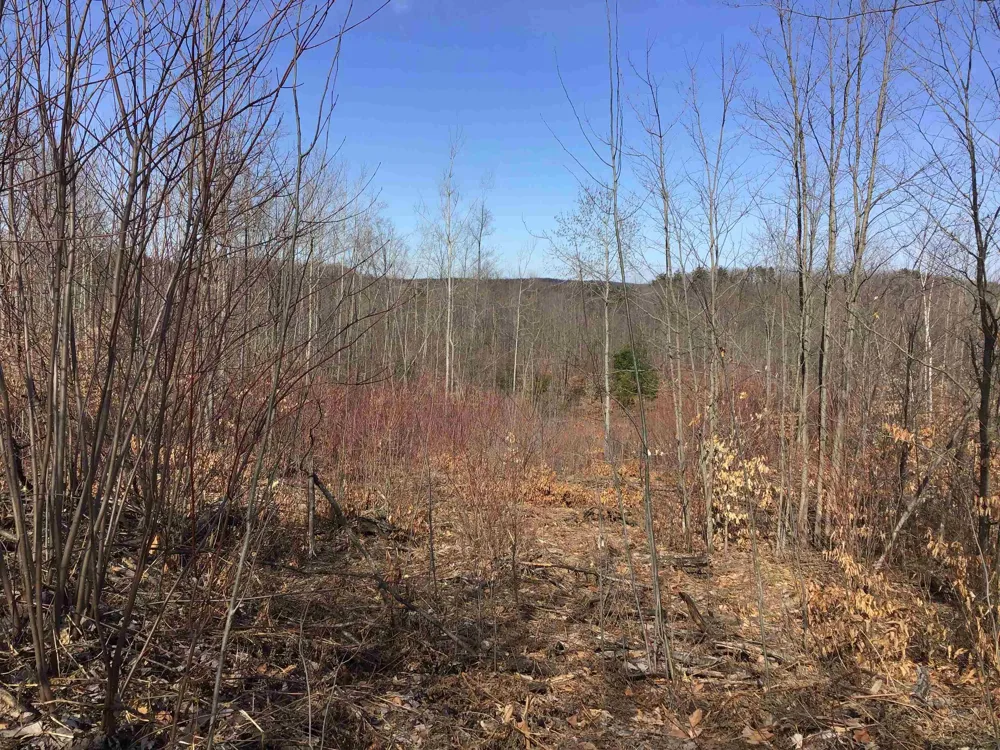 Mackinaw Trail Haring Charter Township, MI 49601