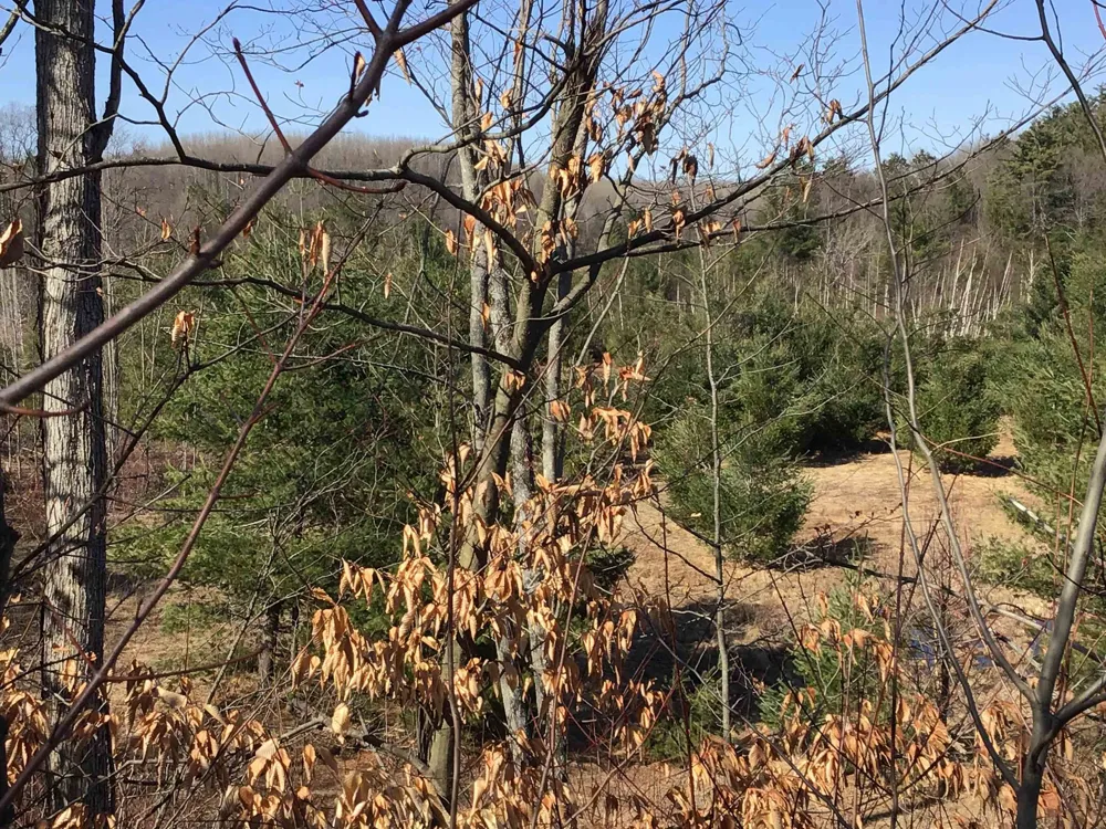 Mackinaw Trail Haring Charter Township, MI 49601
