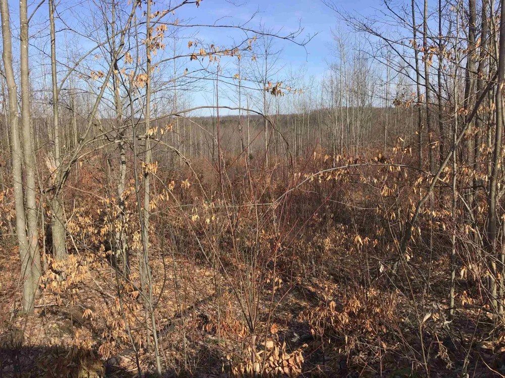 Mackinaw Trail Haring Charter Township, MI 49601