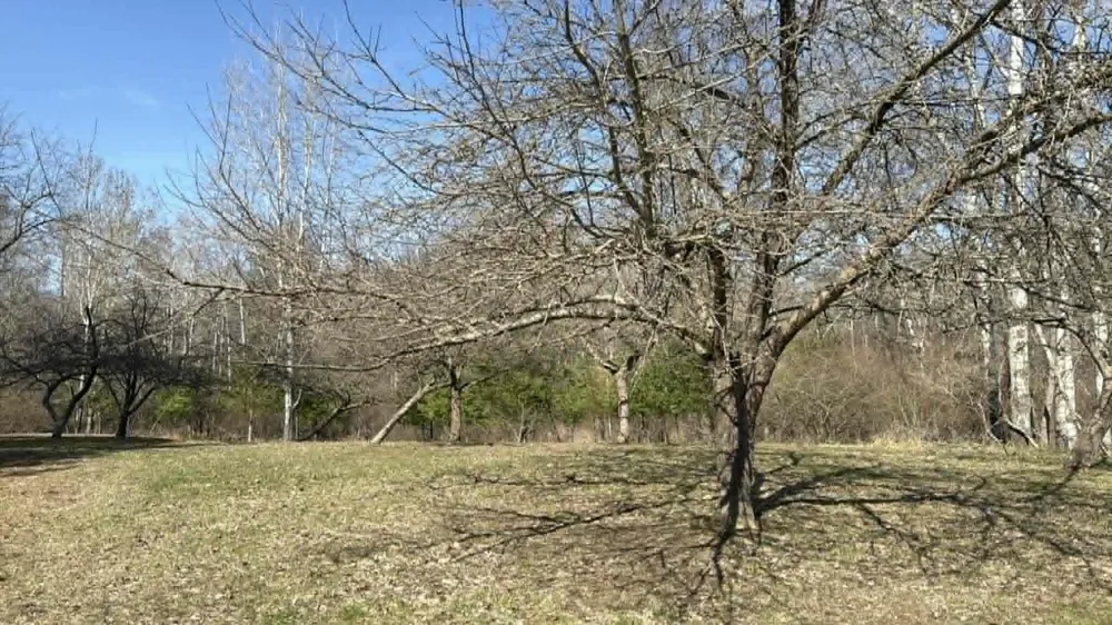21632 90th Avenue Chippewa Township, MI 49631