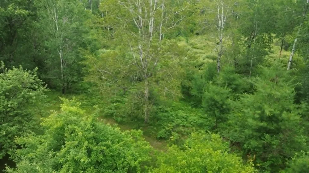 21632 90th Avenue Chippewa Township, MI 49631
