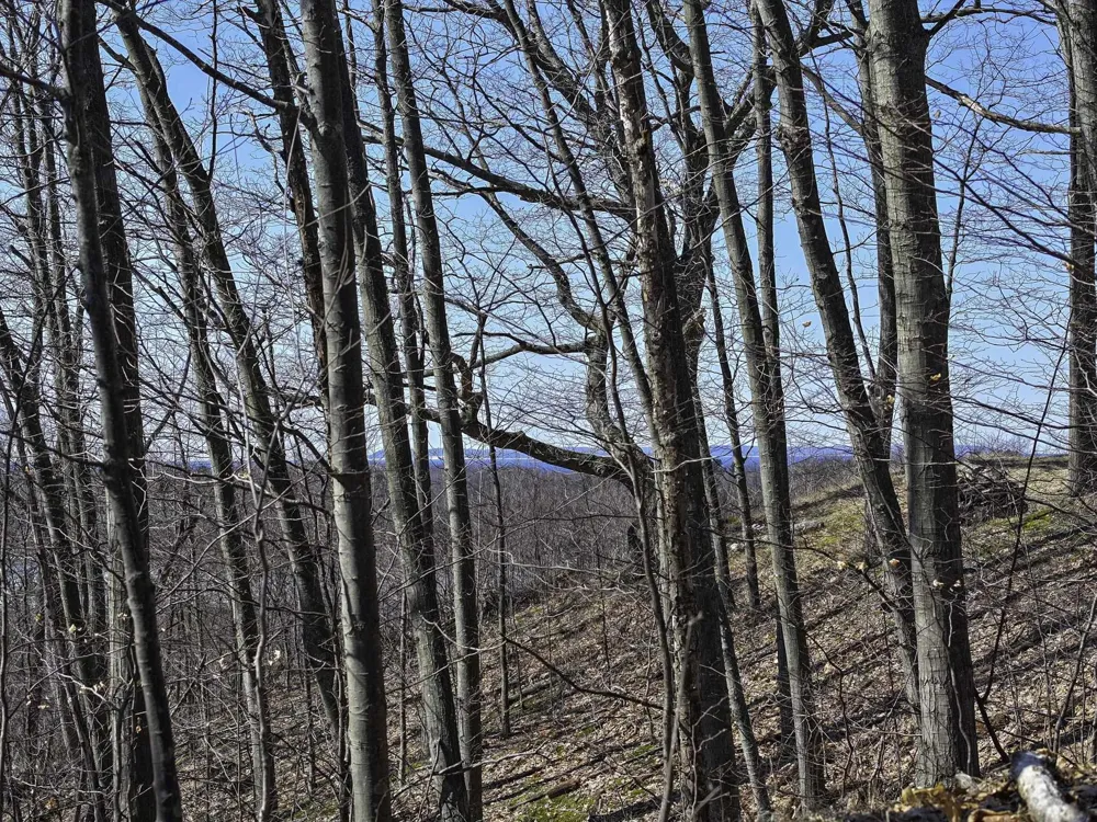 S Bay Bluffs Drive Cleveland Township, MI 49621