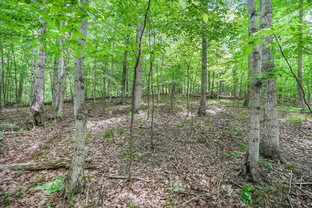 S Coleman Road Kasson Township, MI 49664
