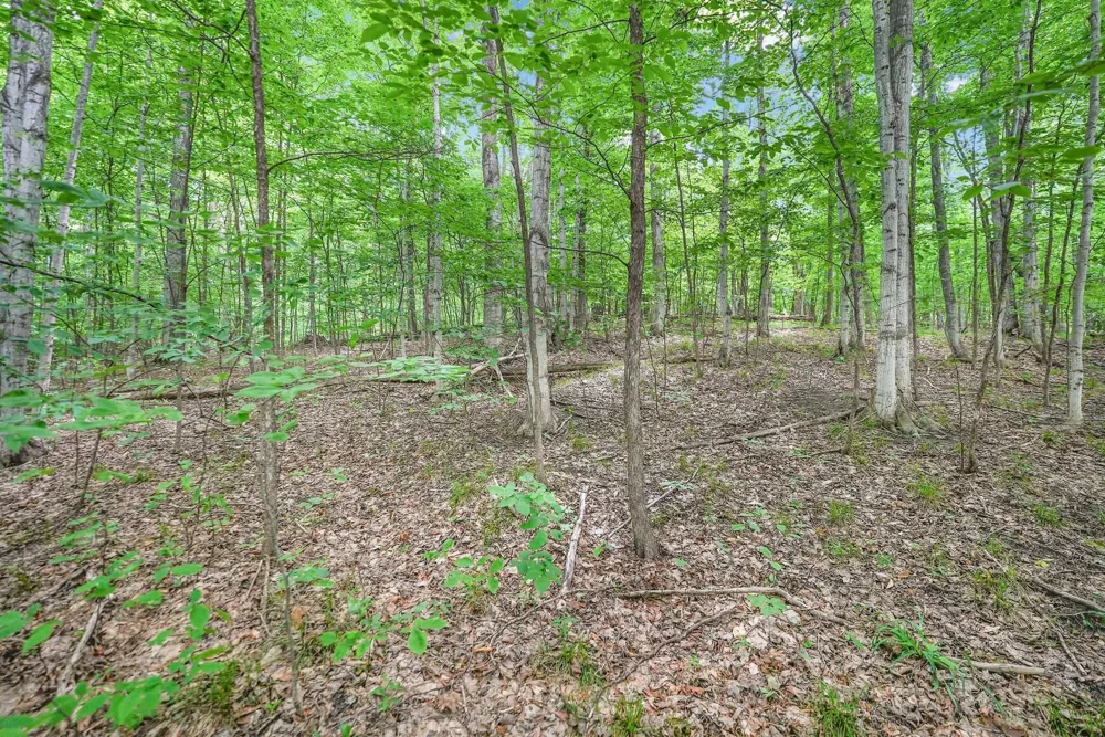 S Coleman Road Kasson Township, MI 49664