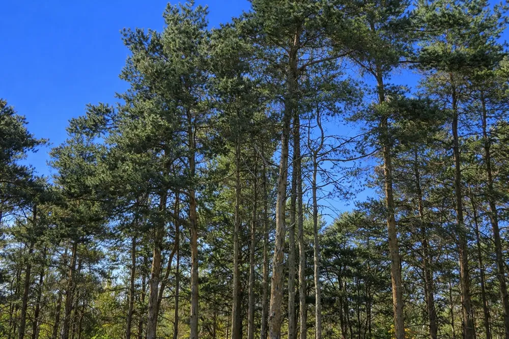 8886 Cedar Creek Drive Springvale Township, MI 49770
