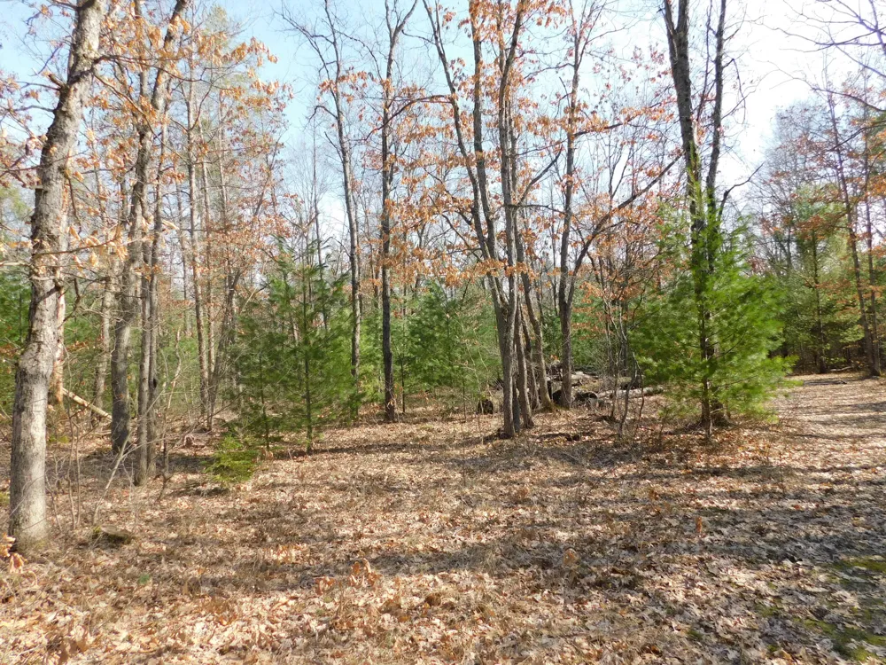647 Hart Road Norman Township, MI 49689
