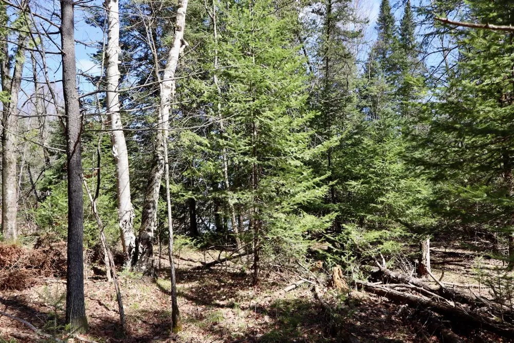 1697 Wildwood Road Clayton Township, MI 48659