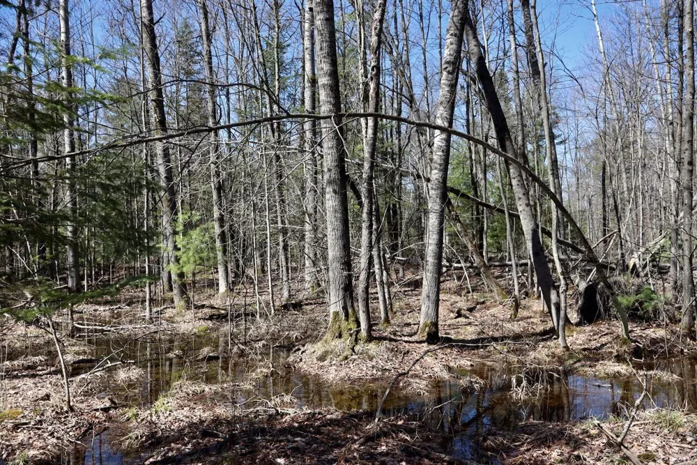 1697 Wildwood Road Clayton Township, MI 48659