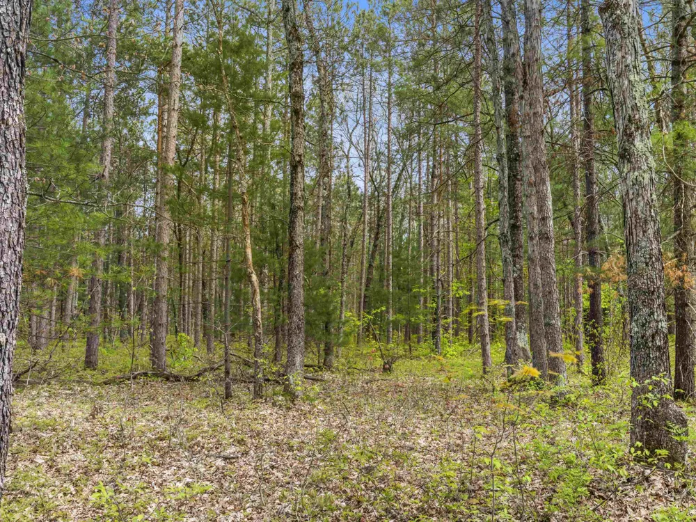 Maple Avenue Dickson Township, MI 49619