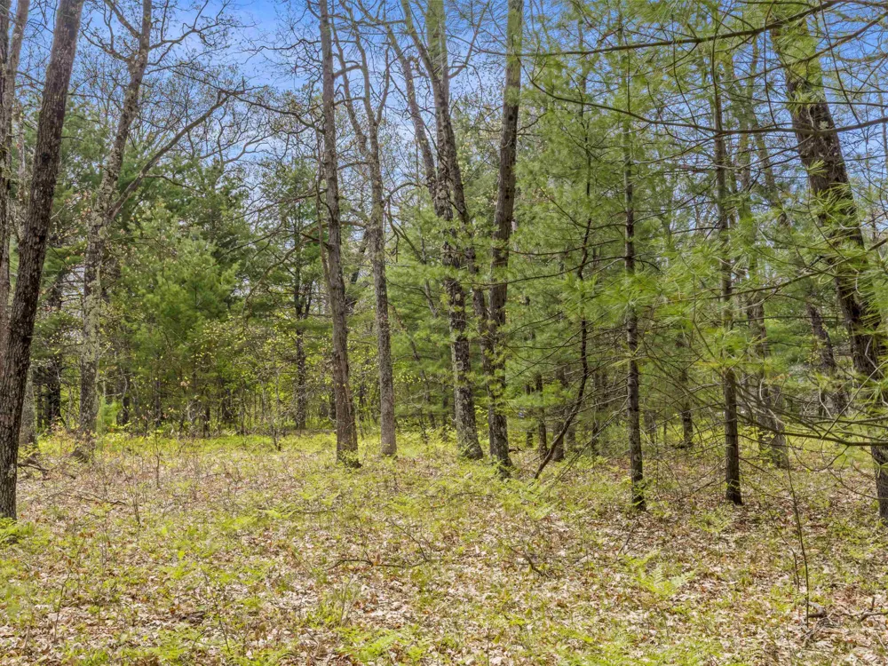 Maple Avenue Dickson Township, MI 49619