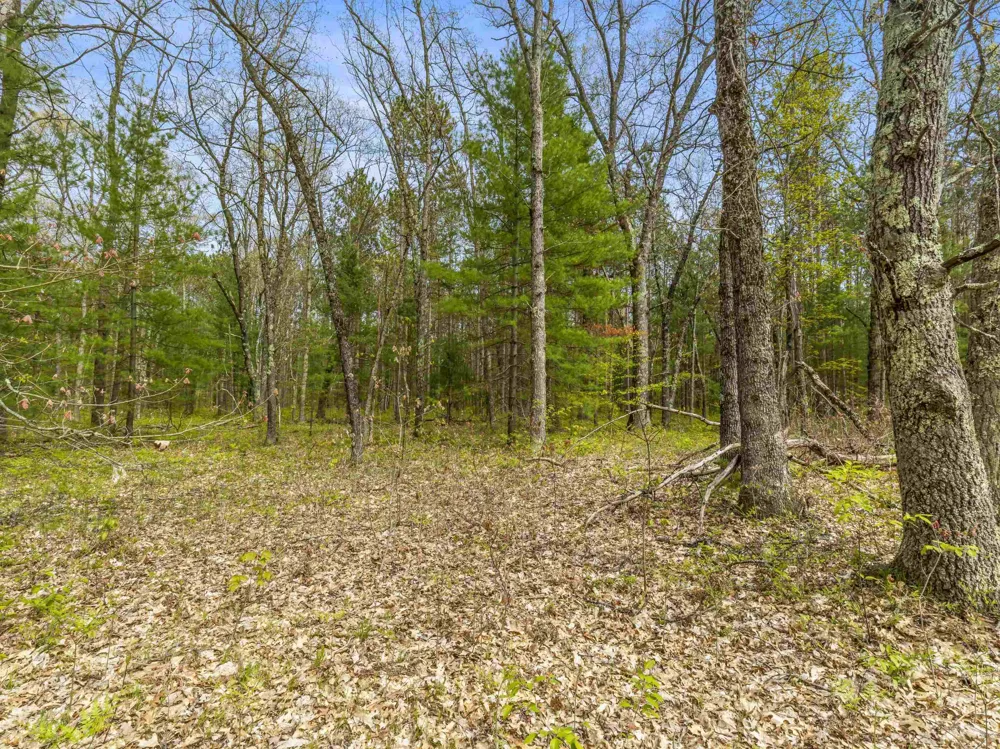 Maple Avenue Dickson Township, MI 49619