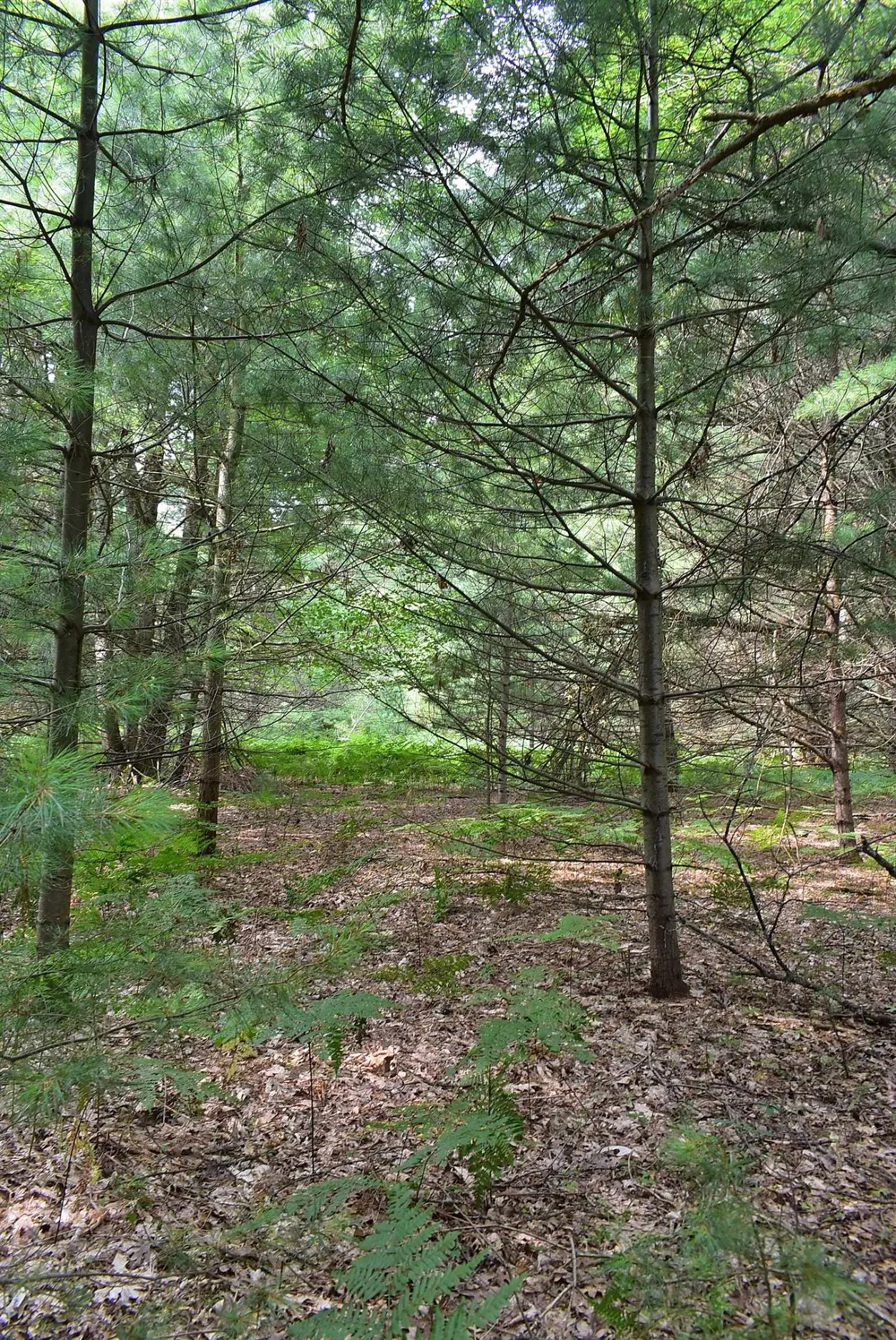Roop Road Paradise Township, MI 49649