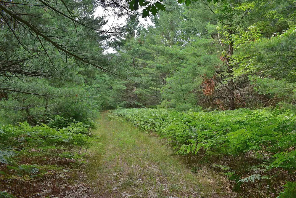 Roop Road Paradise Township, MI 49649