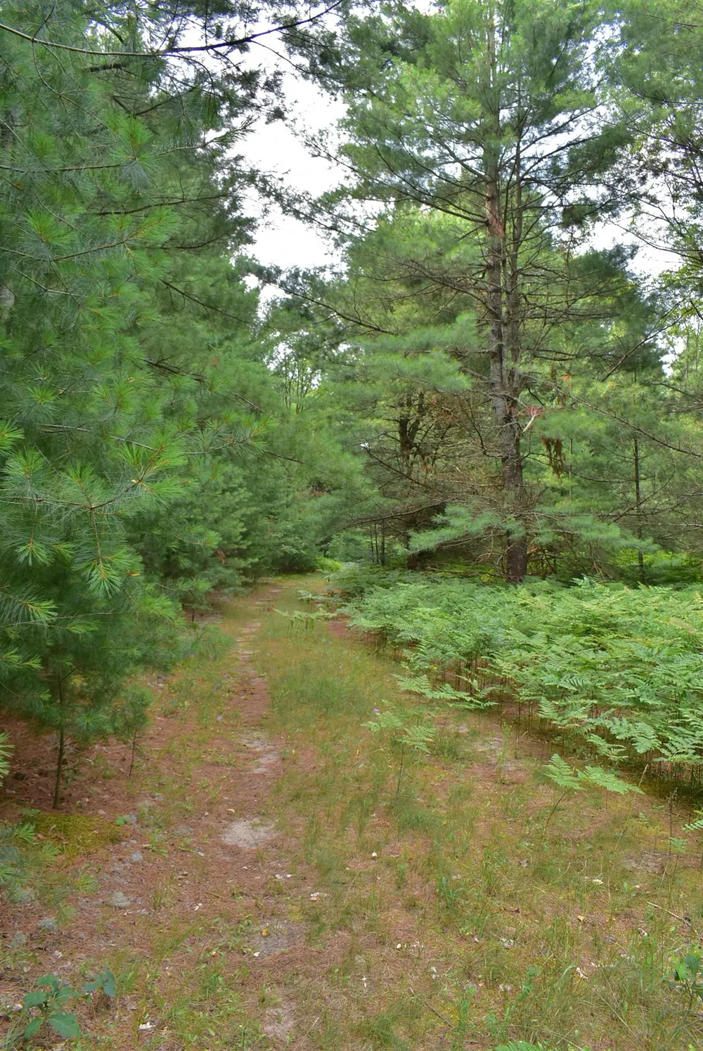 Roop Road Paradise Township, MI 49649