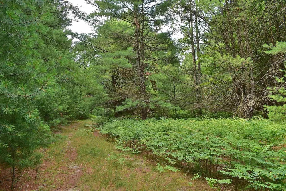 Roop Road Paradise Township, MI 49649