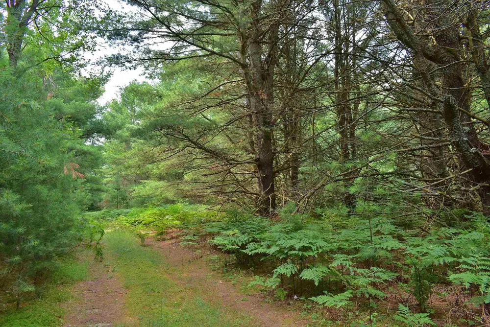 Roop Road Paradise Township, MI 49649