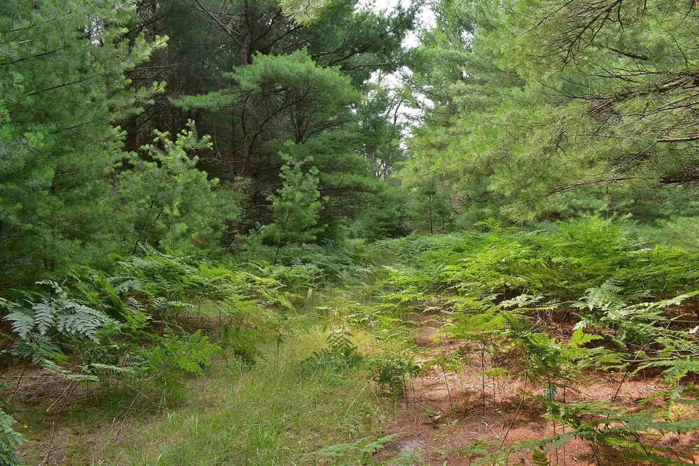 Roop Road Paradise Township, MI 49649