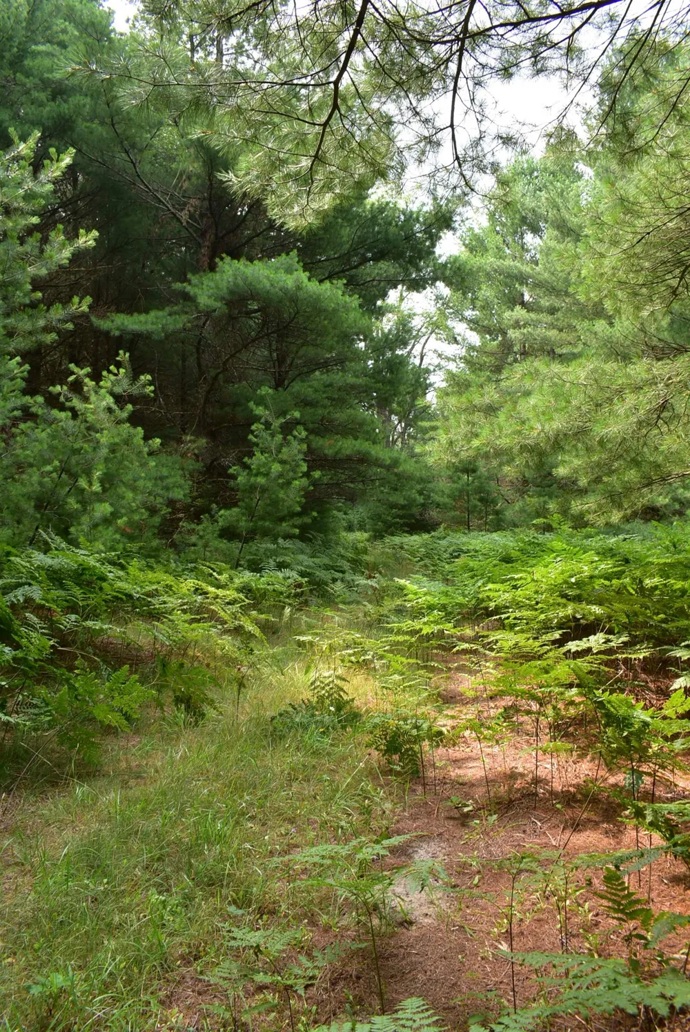 Roop Road Paradise Township, MI 49649