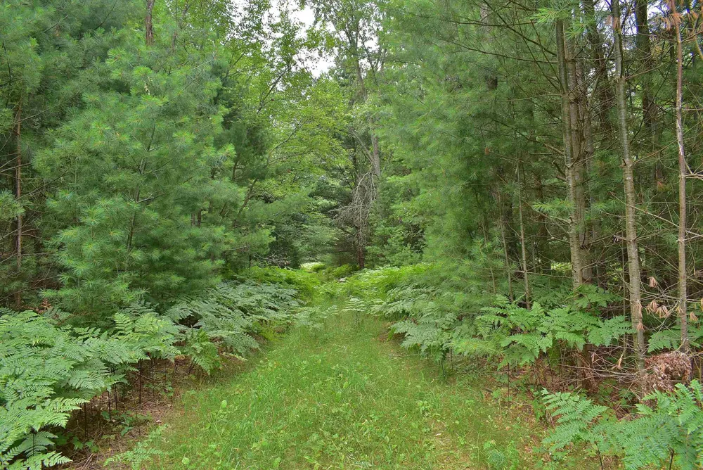 Roop Road Paradise Township, MI 49649