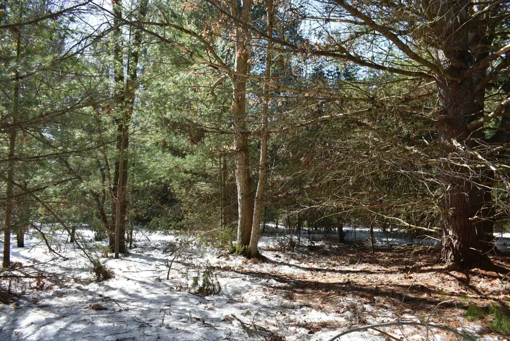 Roop Road Paradise Township, MI 49649