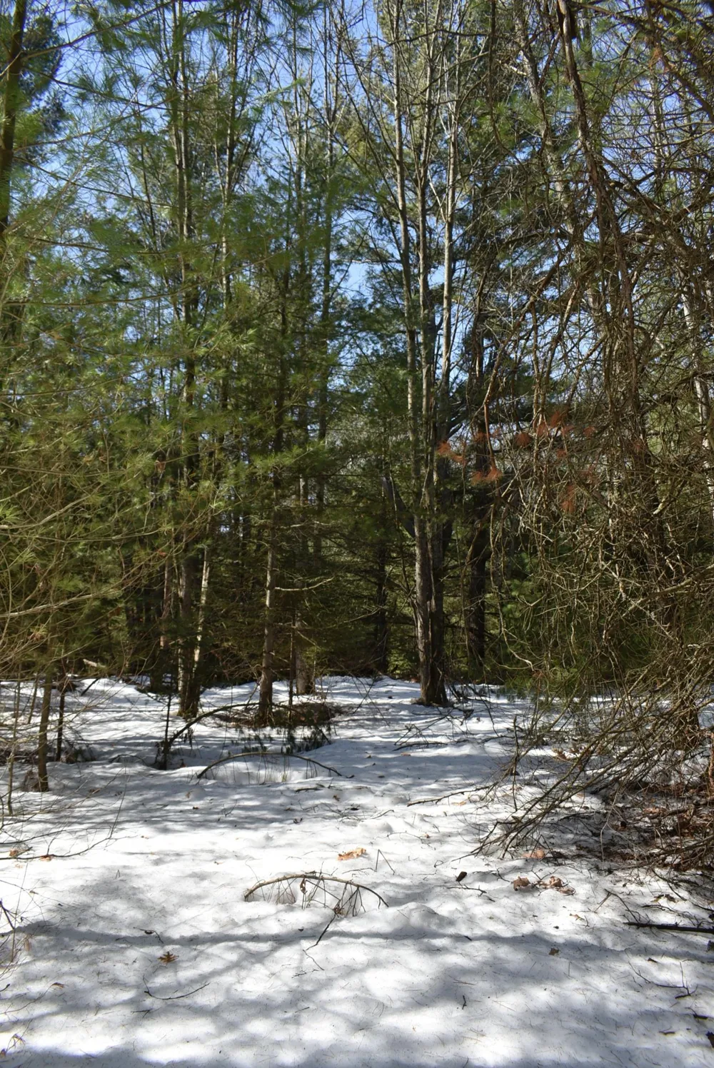 Roop Road Paradise Township, MI 49649