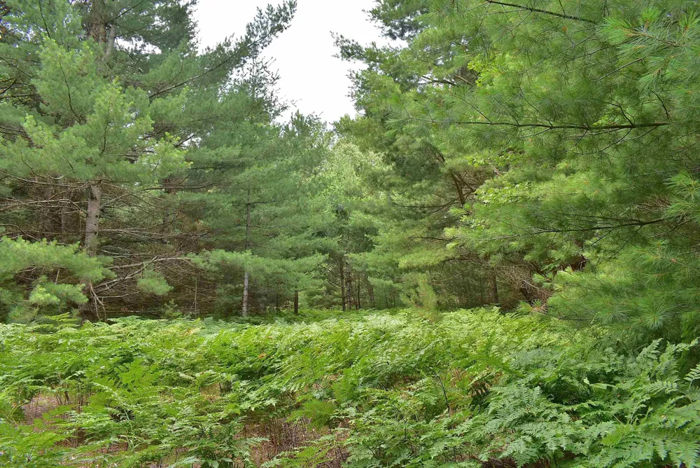 Roop Road Paradise Township, MI 49649