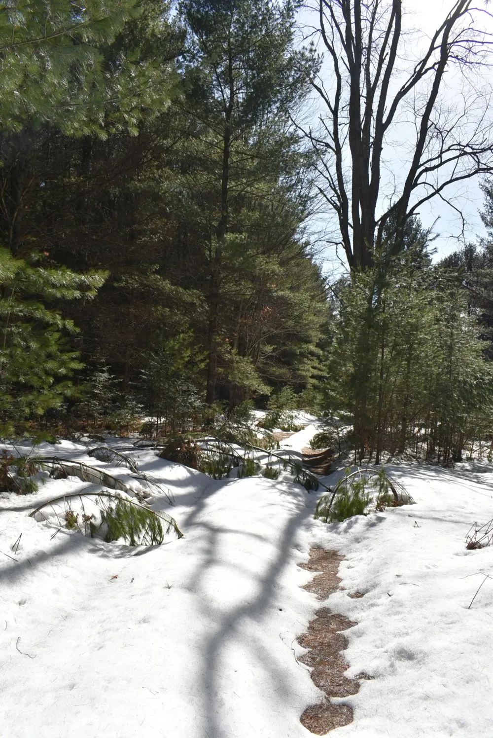 Roop Road Paradise Township, MI 49649