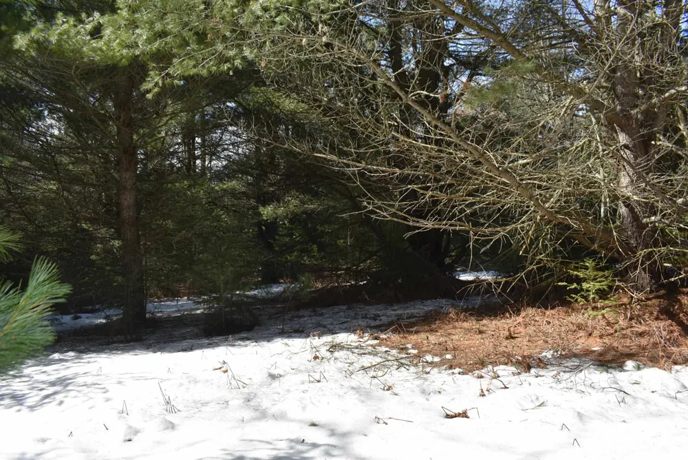 Roop Road Paradise Township, MI 49649