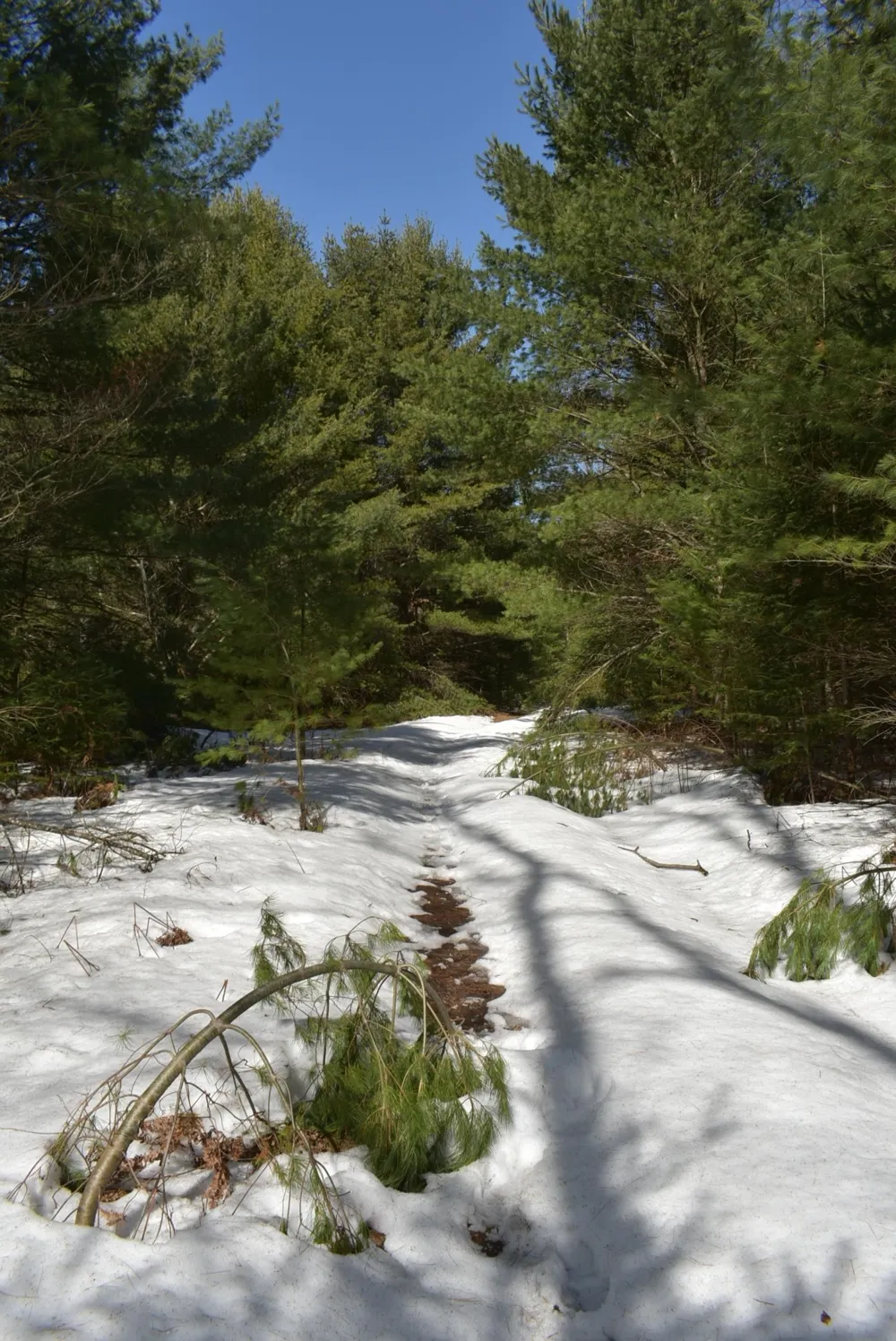 Roop Road Paradise Township, MI 49649