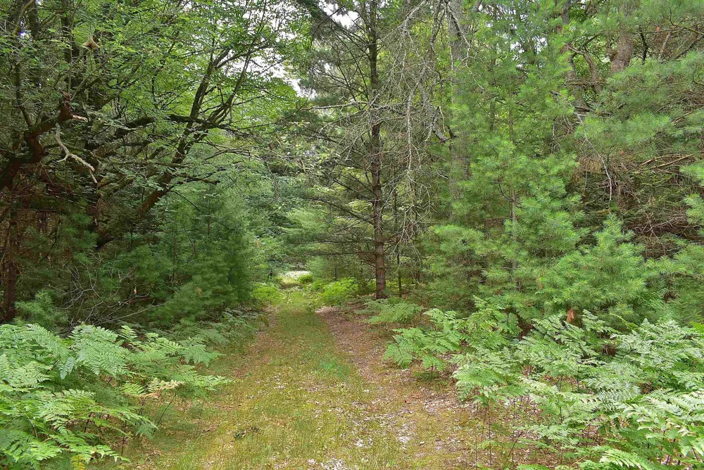 Roop Road Paradise Township, MI 49649