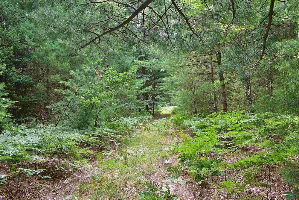 Roop Road Paradise Township, MI 49649