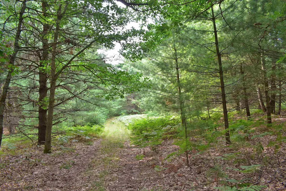 Roop Road Paradise Township, MI 49649
