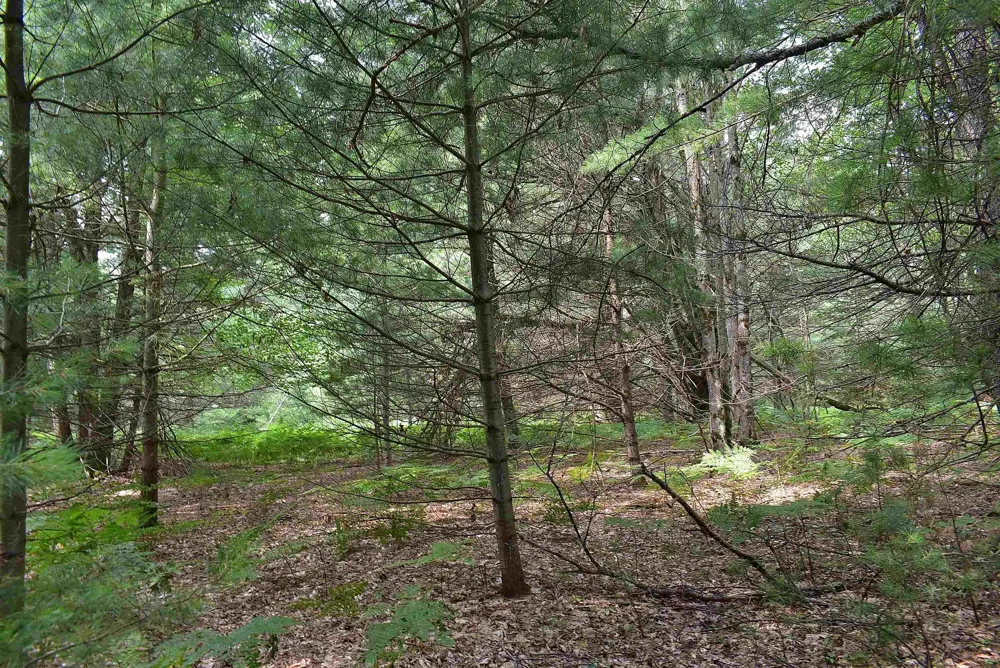 Roop Road Paradise Township, MI 49649