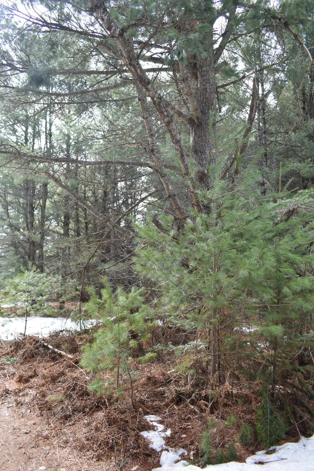 Roop Road Paradise Township, MI 49649