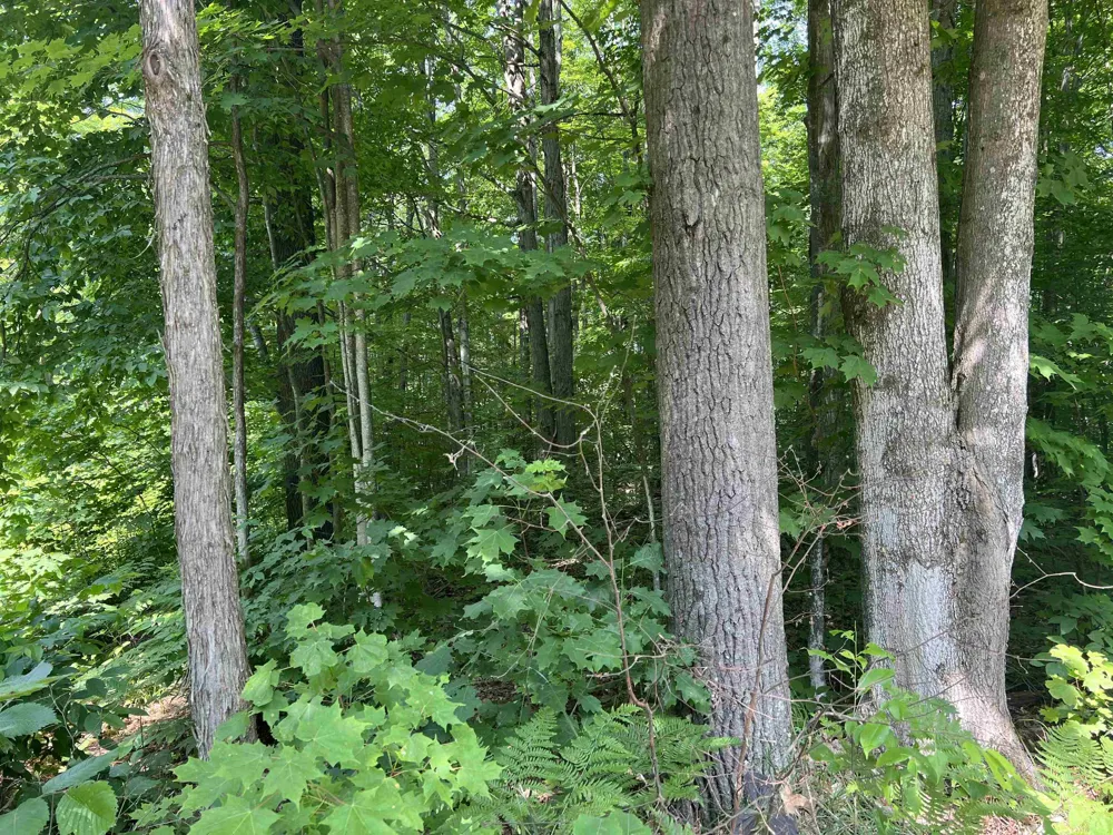 309 Oak Hill Road Garfield Township, MI 49633