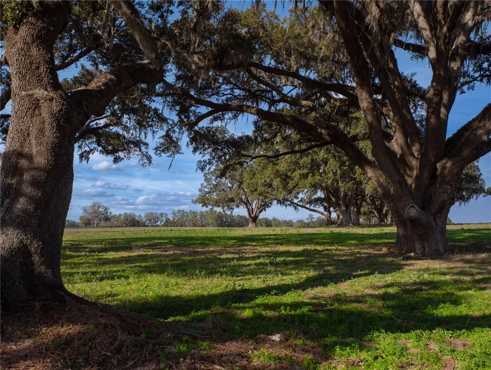 TBD NW GAINESVILLE ROAD Reddick, FL 32686