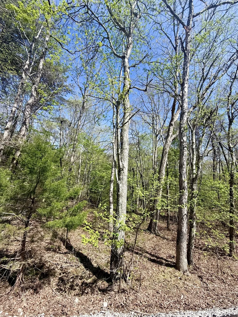 0 Timberwood Trace Monteagle, TN 37356
