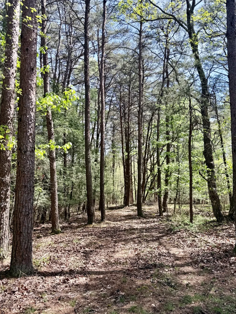 0 Timberwood Trace Monteagle, TN 37356