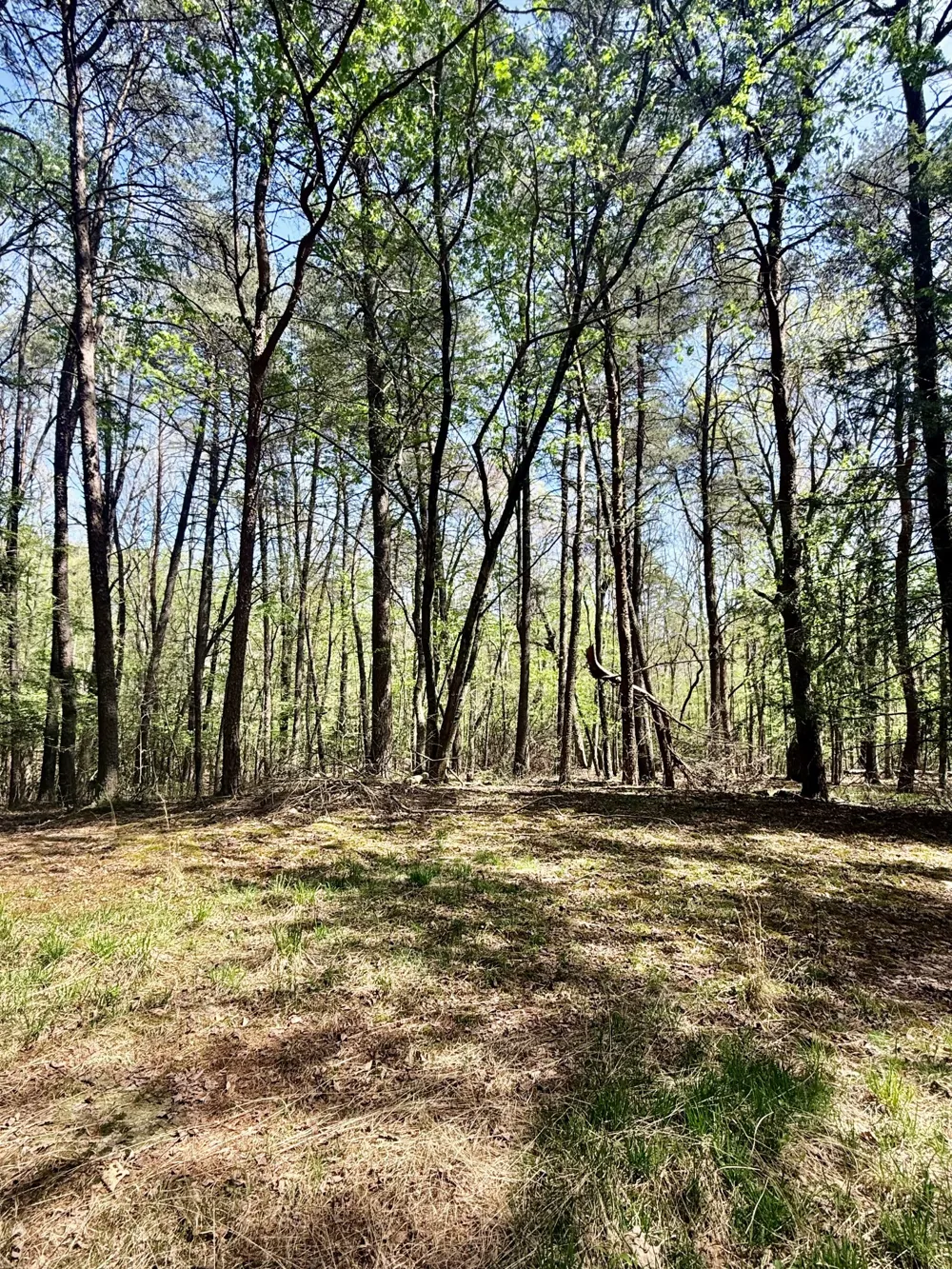 0 Timberwood Trace Monteagle, TN 37356