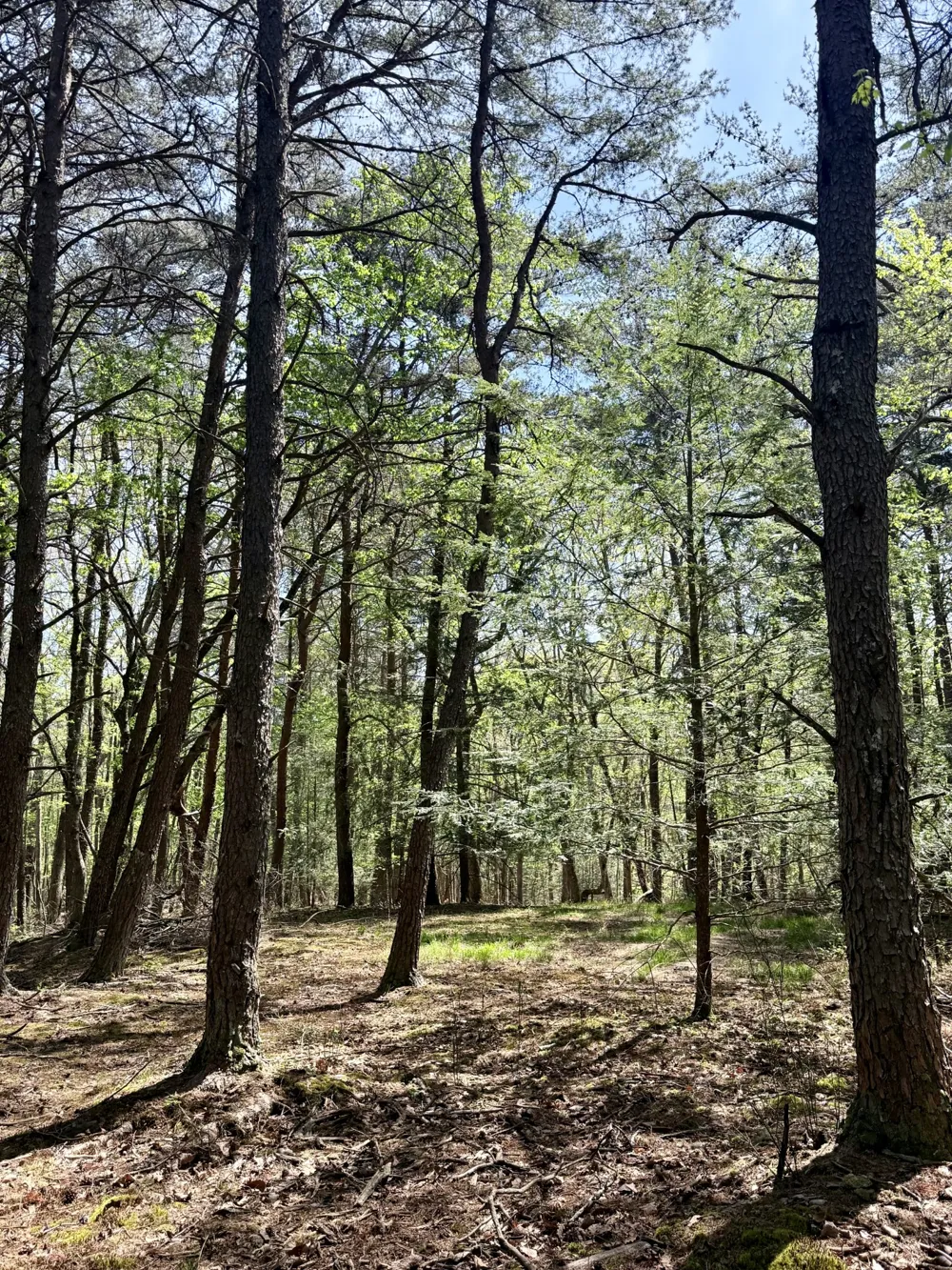 0 Timberwood Trace Monteagle, TN 37356