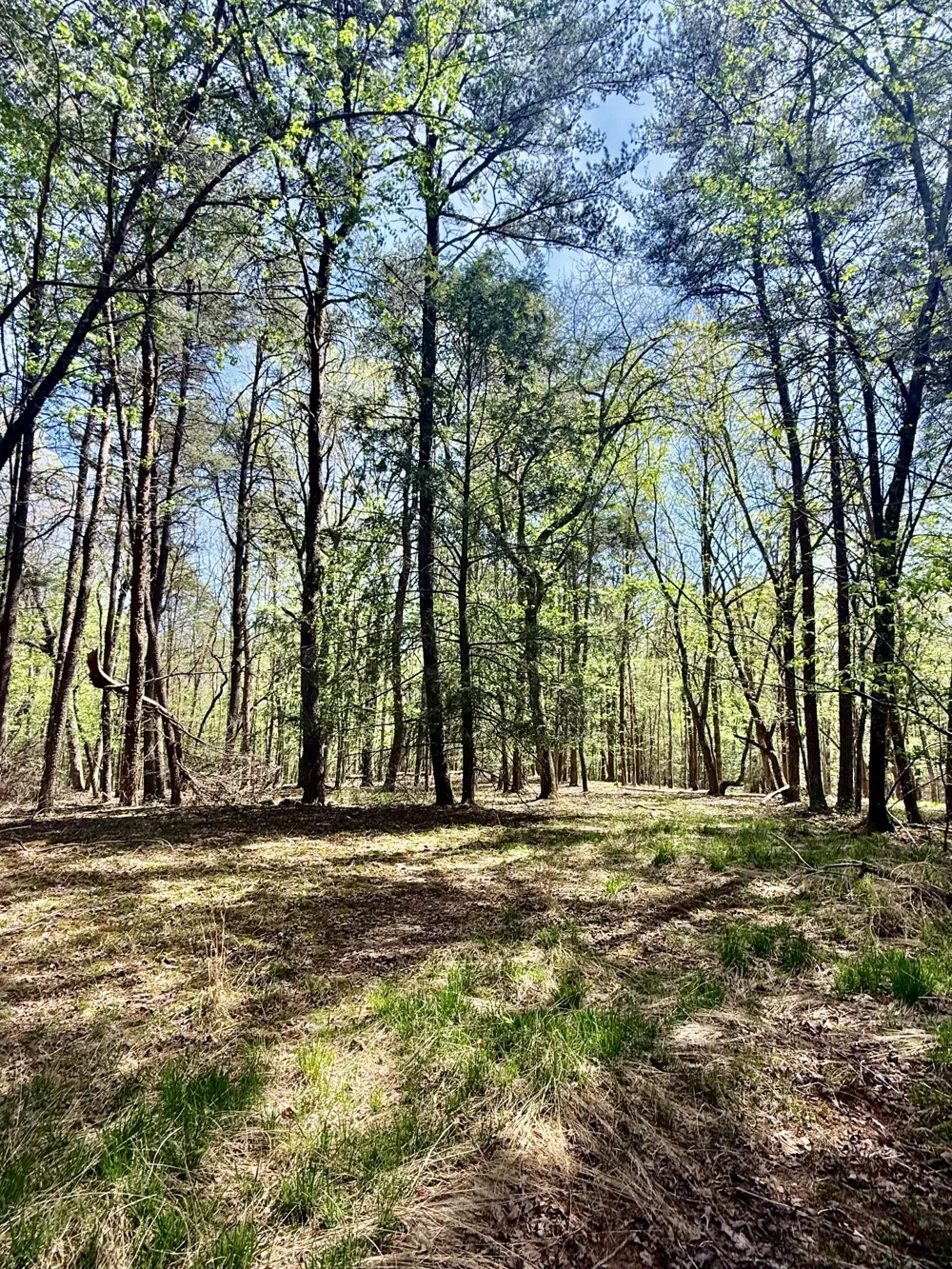 0 Timberwood Trace Monteagle, TN 37356