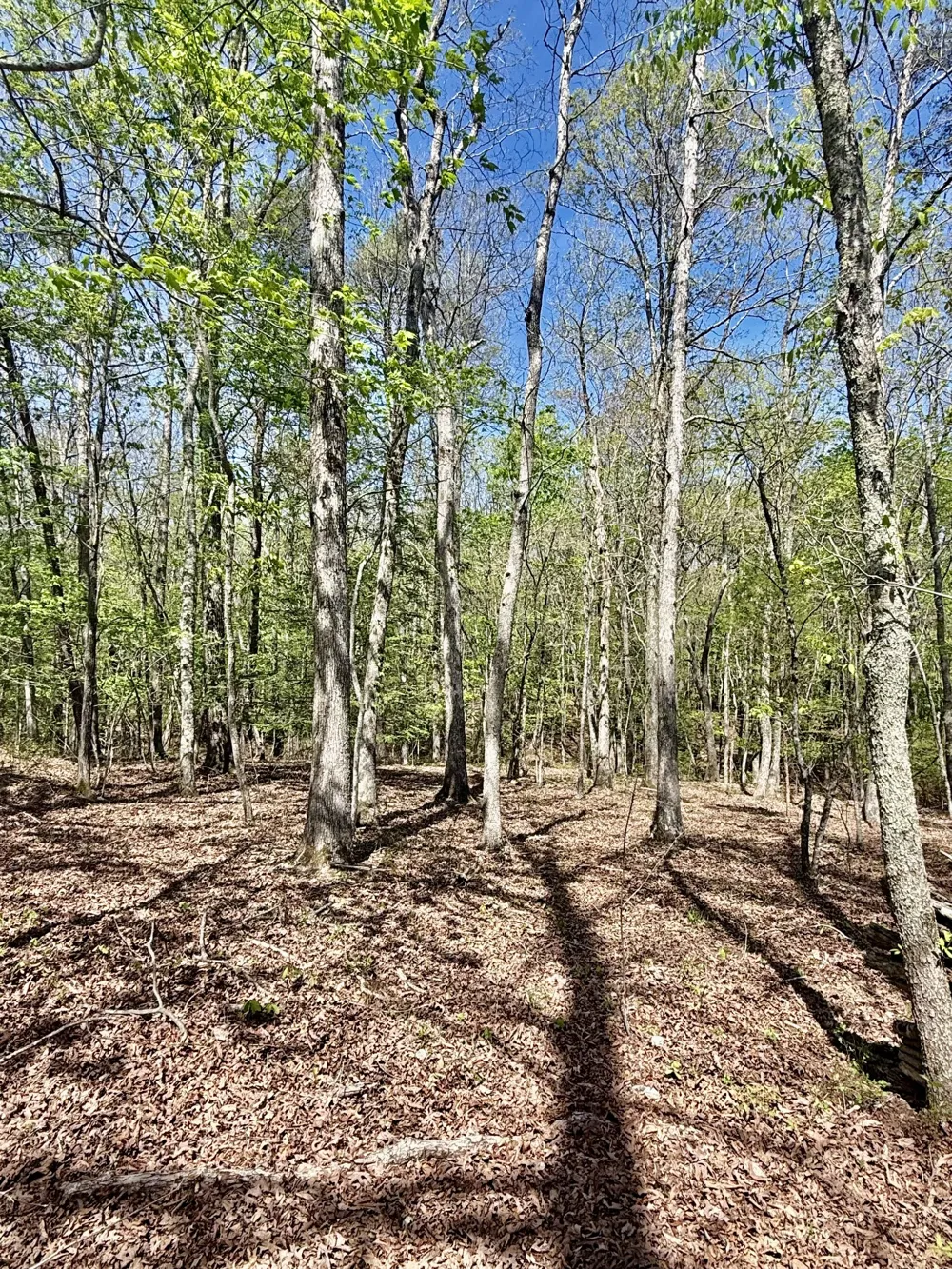 0 Timberwood Trace Monteagle, TN 37356