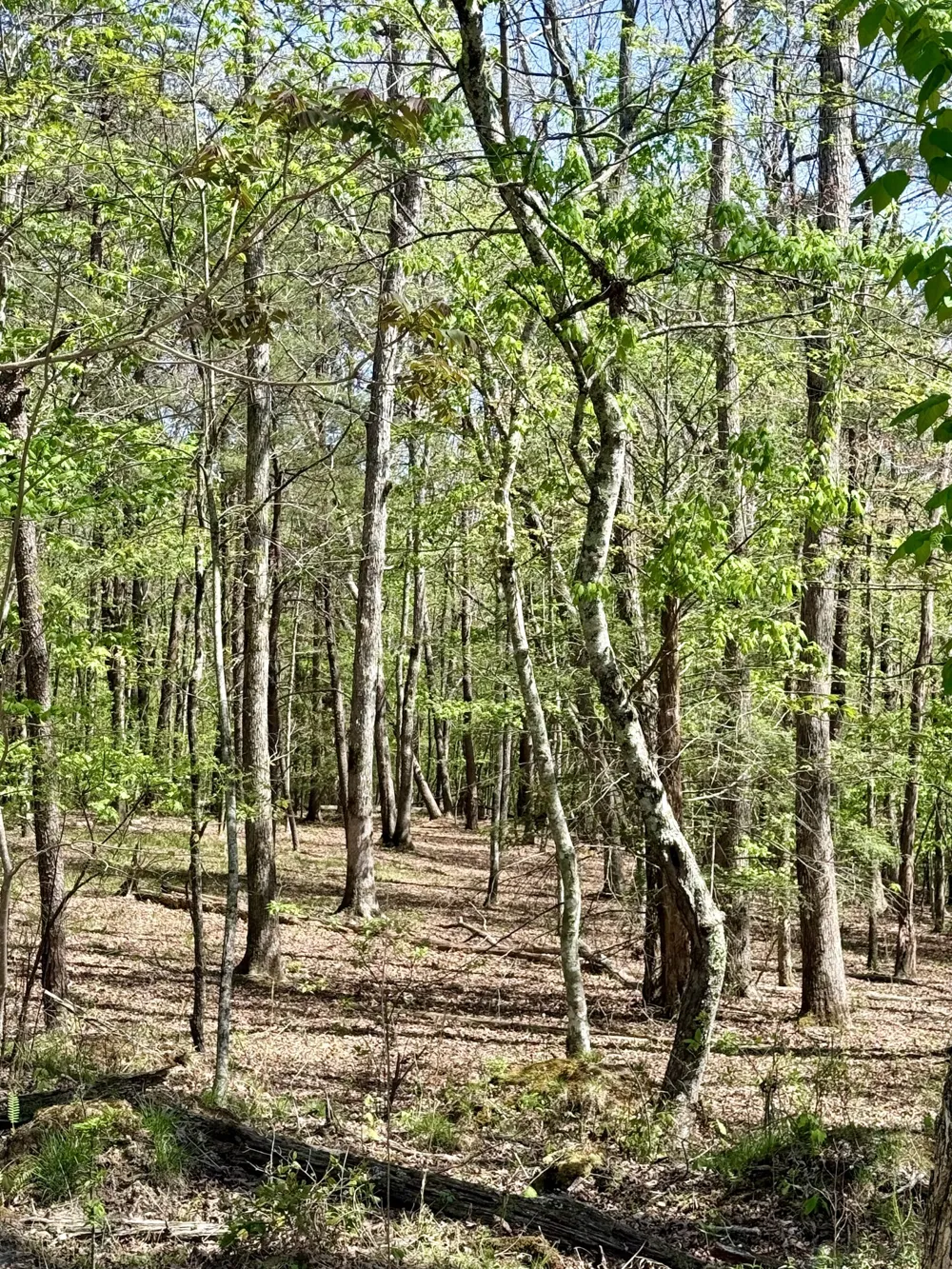 0 Timberwood Trace Monteagle, TN 37356