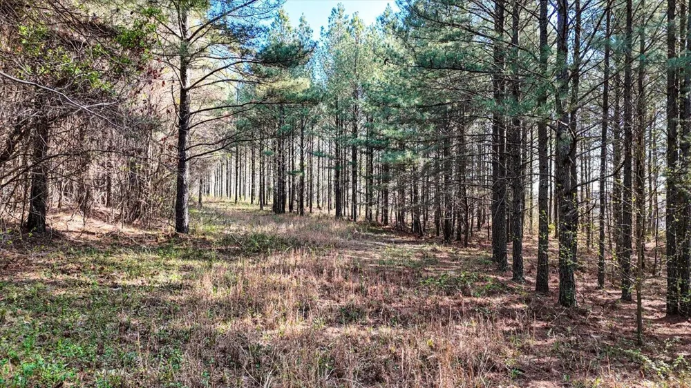 1350 Split Rail Way Guild, TN 37340