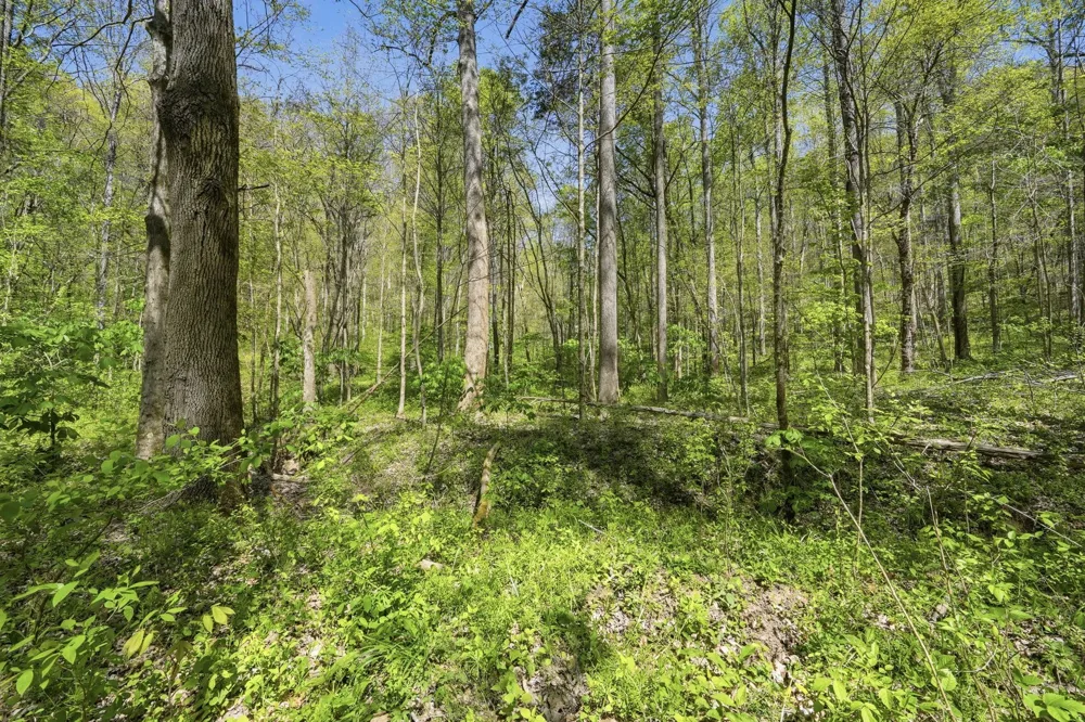 0 Green Road Beechgrove, TN 37018